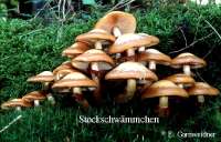 STOCKSCHWAEMMCHEN (KUEHNEROMYCES MUTABILIS) Bild 1