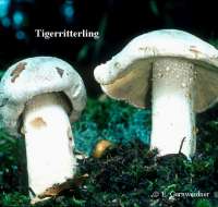 TIGERRITTERLING (TRICHOLOMA PARDOLATUM) Bild 1