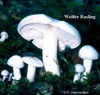 WEISSER RASLING (LYOPHYLLUM CONNATUM) Bild 1
