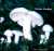 WEISSER RASLING (LYOPHYLLUM CONNATUM) Bild 1