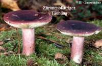 ZITRONENBLAETTRIGER TAEUBLING (RUSSULA SARDONIA) Bild 1