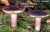 ZITRONENBLAETTRIGER TAEUBLING (RUSSULA SARDONIA) Bild 1