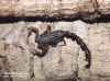 BUTHOTUS SP