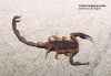 CENTRUROIDES SP