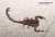 CENTRUROIDES SP. Bild 2