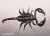 HETEROMETRUS SP. Bild 1