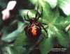 LATRODECTUS SP