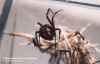 LATRODECTUS SP