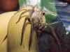 PHONEUTRIA SP